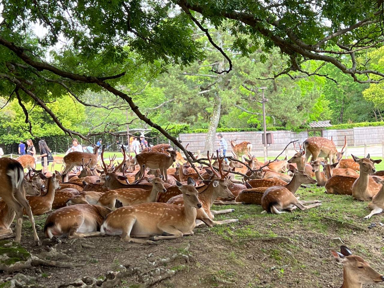 集団で、、奈良県奈良市奈良公園、、のシカたち
