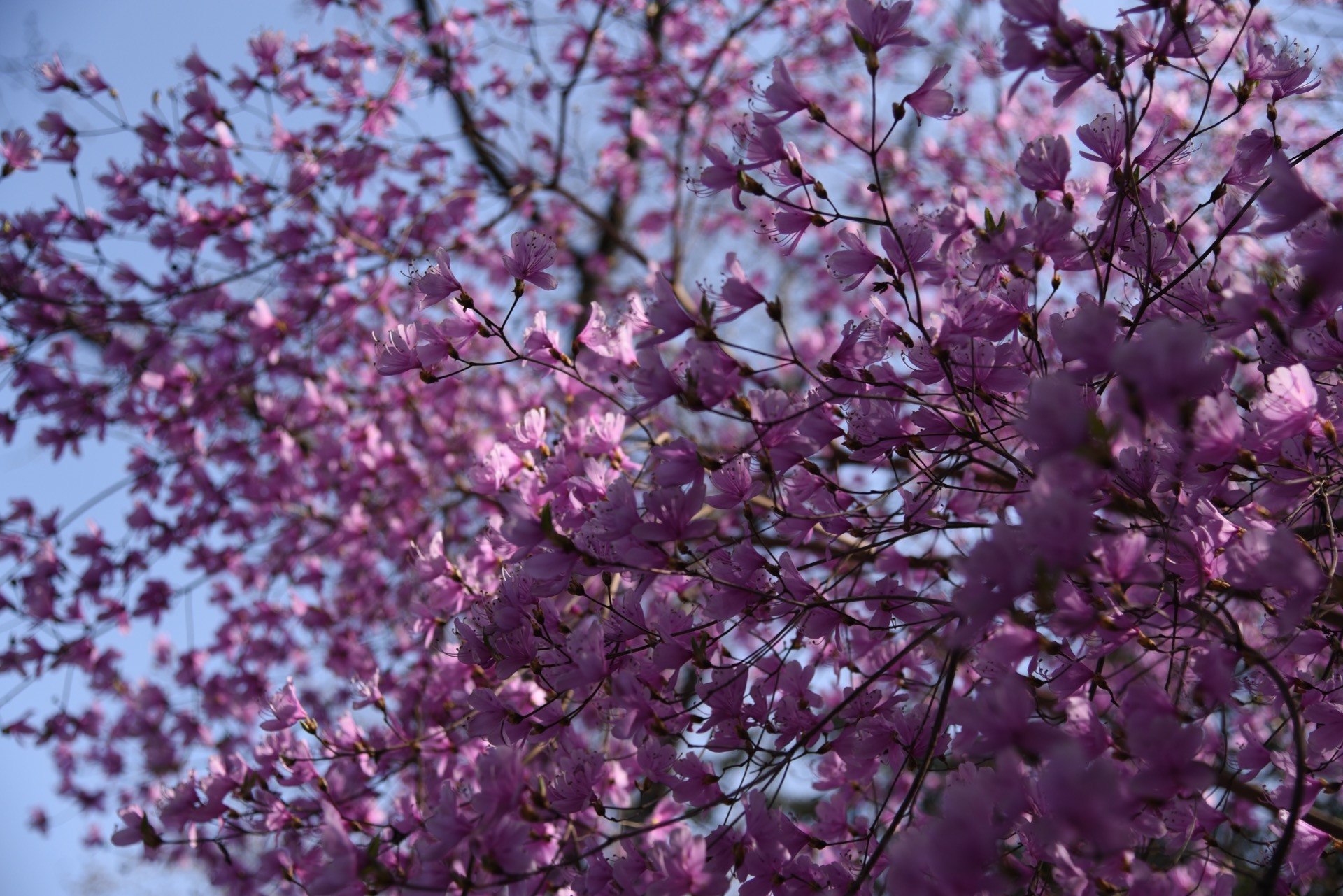 大阪　桜　
