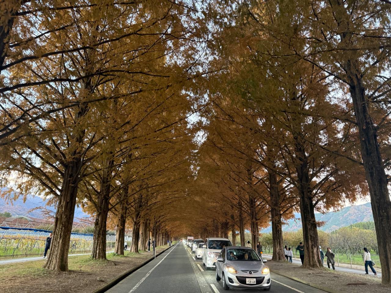 メタセコイヤ並木　滋賀　高島市