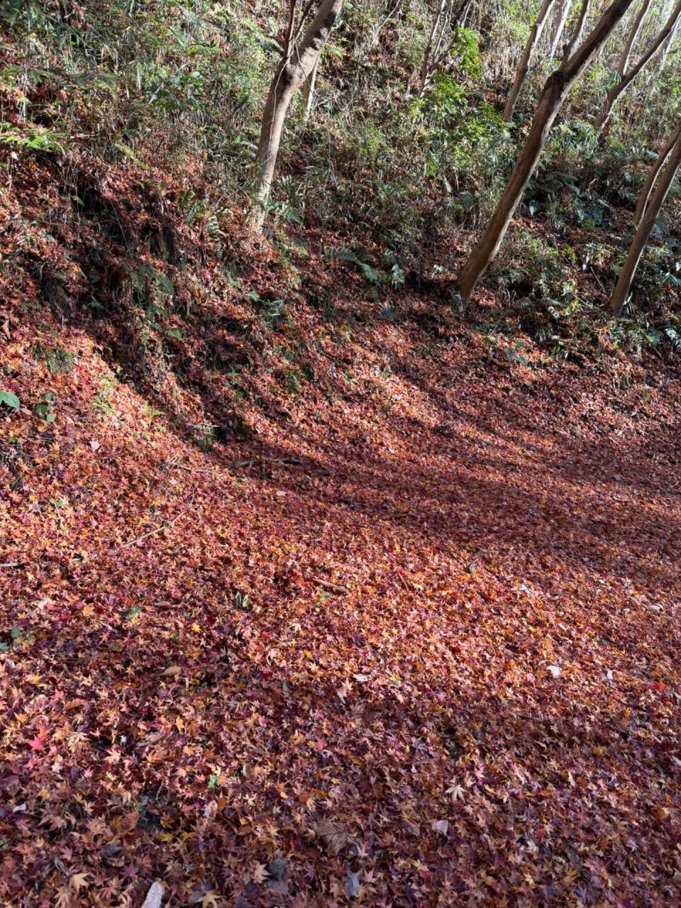 紅葉　落ち葉の絨毯　大阪某所